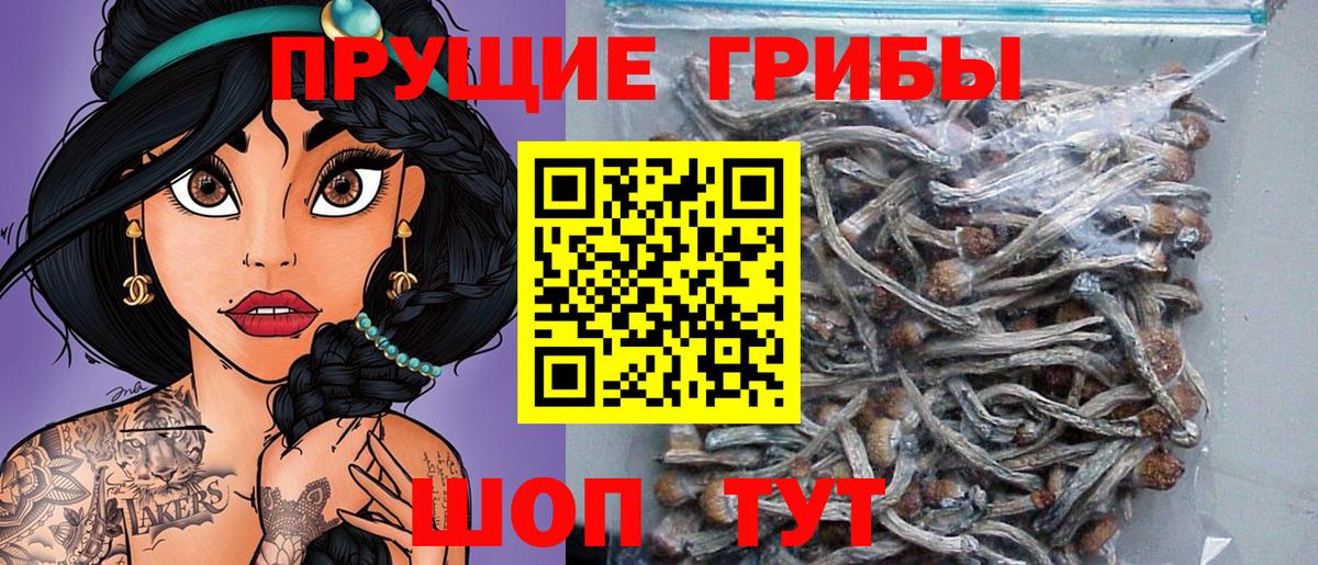 Галлюциногенные грибы Psilocybine cubensis Северобайкальск
